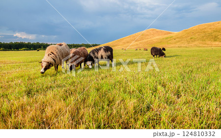 Sheep grazing at Herstedhoje Nature Center of Denmark Sheep grazing at Herstedhoje Nature Center of Denmark 124810332