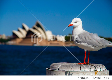 オーストラリア　ニューサウスウェールズ州シドニー　ギンカモメと世界遺産オペラハウス 124810375