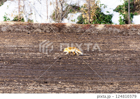 早春の北海道で餌を探すキタキツネ 124810379
