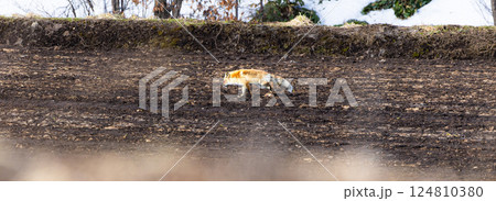 早春の北海道で餌を探すキタキツネ 124810380