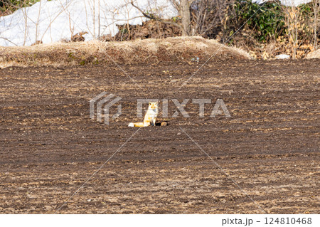 早春の北海道の畑で餌を探すキタキツネの姿 124810468