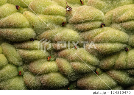 Magnolia Grandiflora Seed Pod Magnolia Grandiflora Seed Pod 124810470