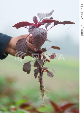 Red amaranth freshly harvested 124810613