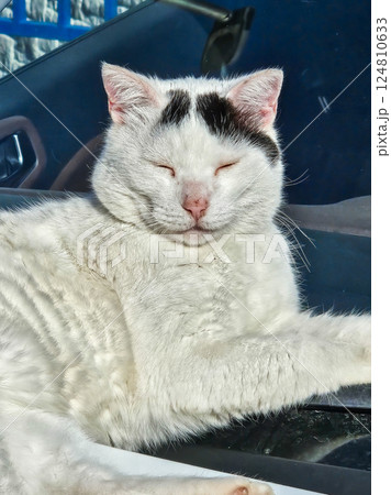 Sleepy cat soaking in warm sun Sleepy cat soaking in warm sun 124810633