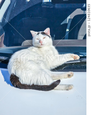 Sleepy cat soaking in warm sun Sleepy cat soaking in warm sun 124810635
