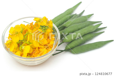 Closeup of mustard flowers with beans 124810677