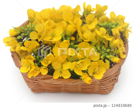 Closeup of mustard flower 124810680