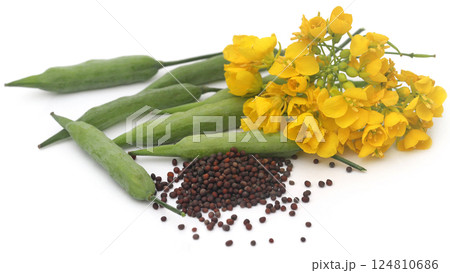Closeup of mustard flowers 124810686