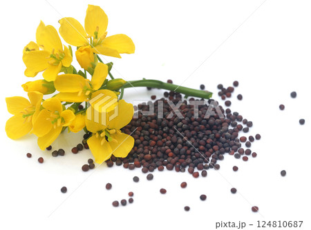 Closeup of mustard flowers 124810687