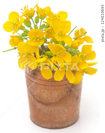 Closeup of mustard flowers 124810693