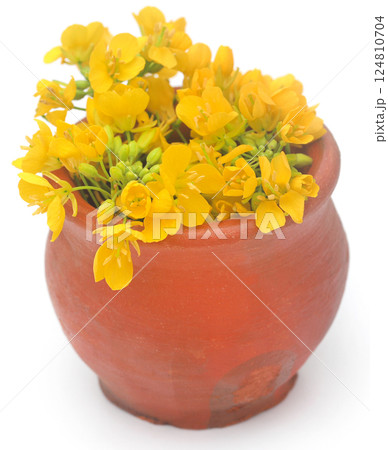 Closeup of mustard flowers Closeup of mustard flowers 124810704