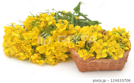 Closeup of mustard flowers Closeup of mustard flowers 124810706