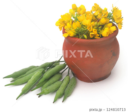 Closeup of mustard flowers Closeup of mustard flowers 124810713