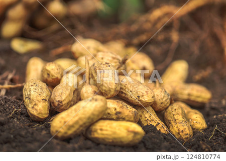 Freshly harvested peanut 124810774
