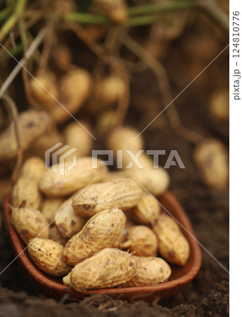 Freshly harvested peanut Freshly harvested peanut 124810776