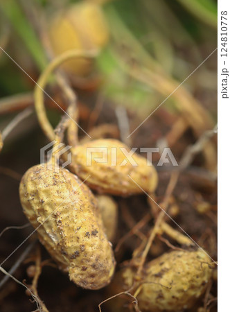 Freshly harvested peanut 124810778