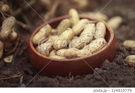 Freshly harvested peanut 124810779
