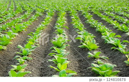 Tobacco field 124810878