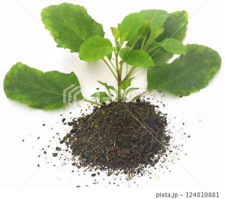 Dried and fresh medicinal tulsi leaves 124810881