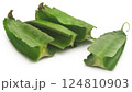 Winged bean 124810903