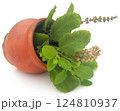 Medicinal tulsi leaves 124810937
