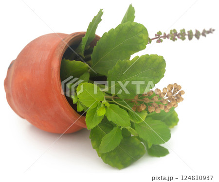 Medicinal tulsi leaves 124810937