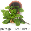 Medicinal tulsi leaves 124810938