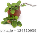 Medicinal tulsi leaves 124810939