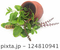 Medicinal tulsi leaves 124810941