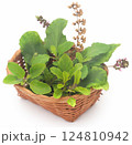 Medicinal tulsi leaves 124810942
