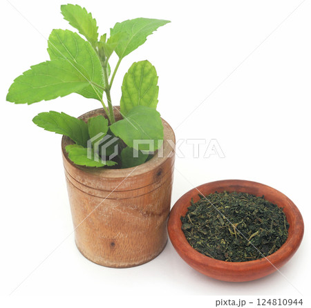 Medicinal tulsi leaves 124810944