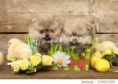 Two Pomeranian puppies with chick among flowers Two Pomeranian puppies with chick among flowers 124811163