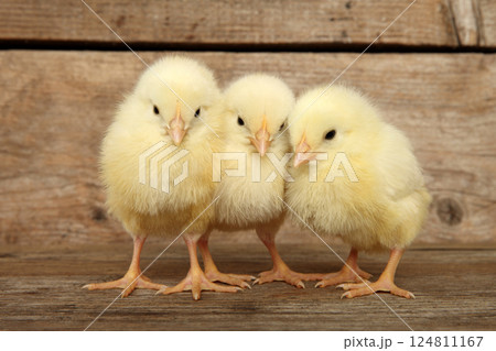 Three adorable chicks on wooden surface for easter Three adorable chicks on wooden surface for easter 124811167
