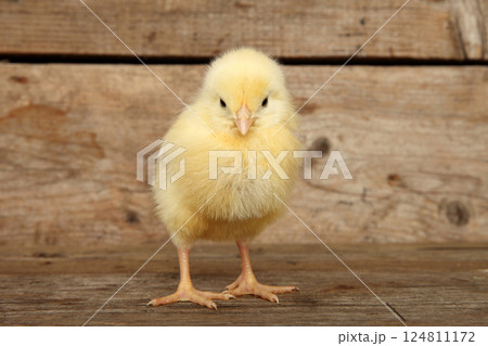 Yellow chick on a wooden background 124811172