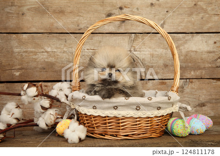 Cute Pomeranian Puppy in a Cozy Wicker Basket Cute Pomeranian Puppy in a Cozy Wicker Basket 124811178