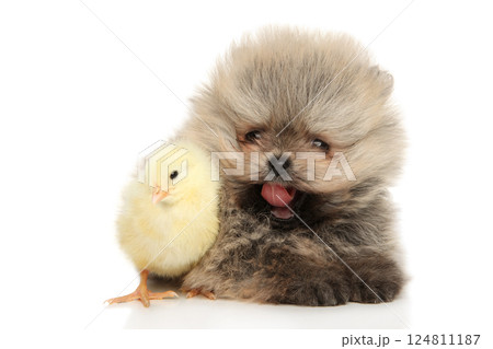 Fluffy Pomeranian Puppy and Tiny Chick Together 124811187