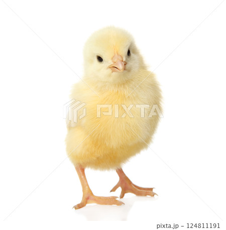 Fluffy chick on easter holiday scene 124811191