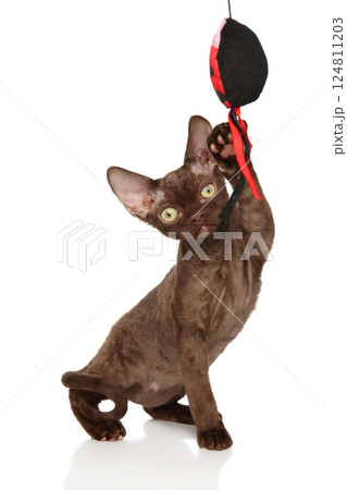 Playful Devon Rex Cat Playing With Toy on White Background 124811203