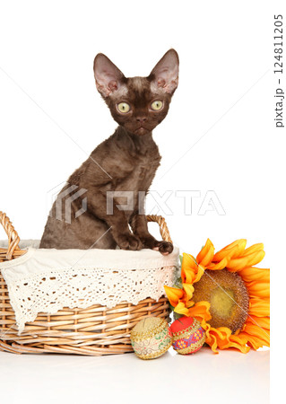 Brown Devon Rex Cat in Basket with Sunflower 124811205