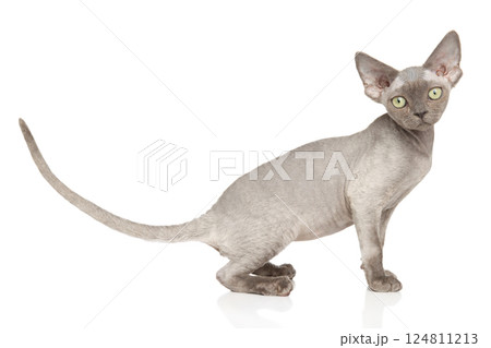 Hairless Sphynx Cat Sitting on Plain Surface 124811213