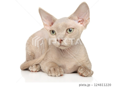 Relaxed Sphynx Kitten Resting on White Background Relaxed Sphynx Kitten Resting on White Background 124811220