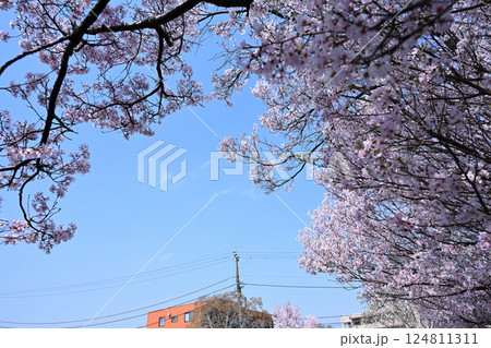 サクラ　ヒガンザクラ 124811311