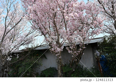 サクラ　ヒガンザクラ 124811313