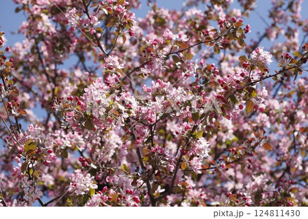 Pink cherry blossoms on tree branches, background picture 124811430