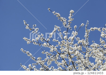 White cherry blossoms on tree branches, blue sky White cherry blossoms on tree branches, blue sky 124811433