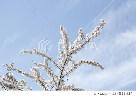 White cherry blossoms on tree branches, blue sky 124811434
