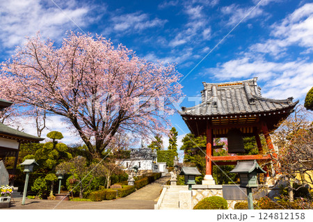 埼玉県川口市安行原 海寿山満福寺密蔵院 安行桜と鐘楼 埼玉県川口市安行原 海寿山満福寺密蔵院 安行桜と鐘楼 124812158
