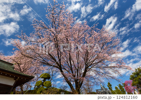 埼玉県川口市安行原 海寿山満福寺密蔵院 不動堂となりの安行桜 埼玉県川口市安行原 海寿山満福寺密蔵院 不動堂となりの安行桜 124812160
