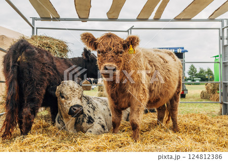 Galloway cattle breed for meat production Galloway cattle breed for meat production 124812386