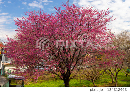 埼玉県川口市安行原　海寿山満福寺密蔵院そばの寒緋桜（台湾緋桜） 124812468